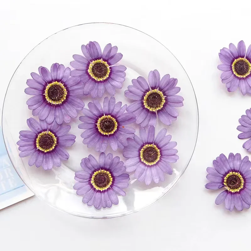 Nature Purple/yellow Pressed Flower Grandis Chrysanthemum Petals,dry Flower DIY Bookmark Photo Frame Flower Lamp Makeup,12PCS