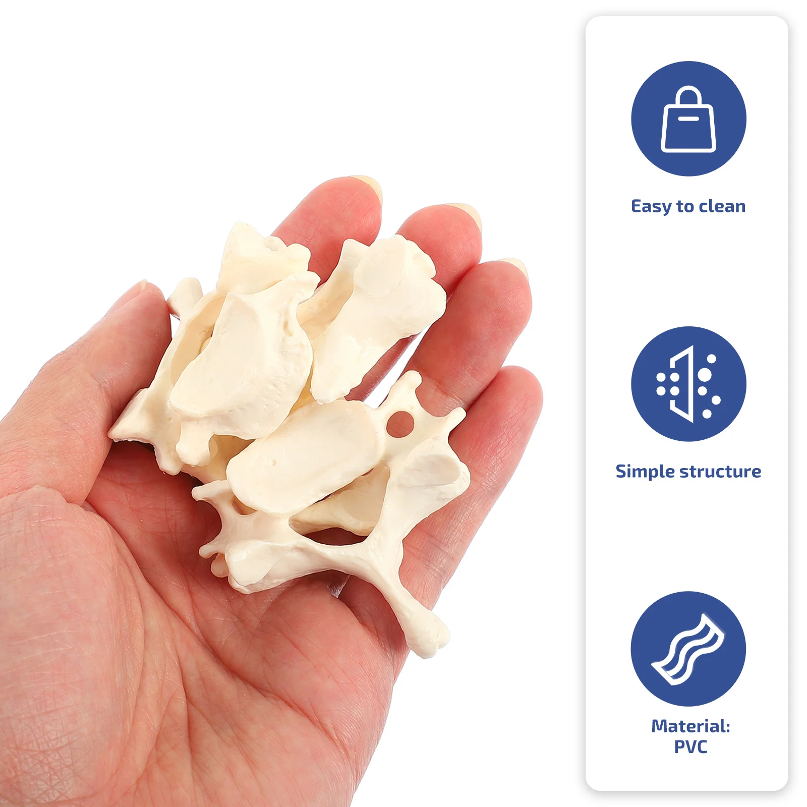 กระดูก Props Anatomy PVC กระดูกสันหลังส่วนคอ Real Person สาธิต Anatomical Vertebrae