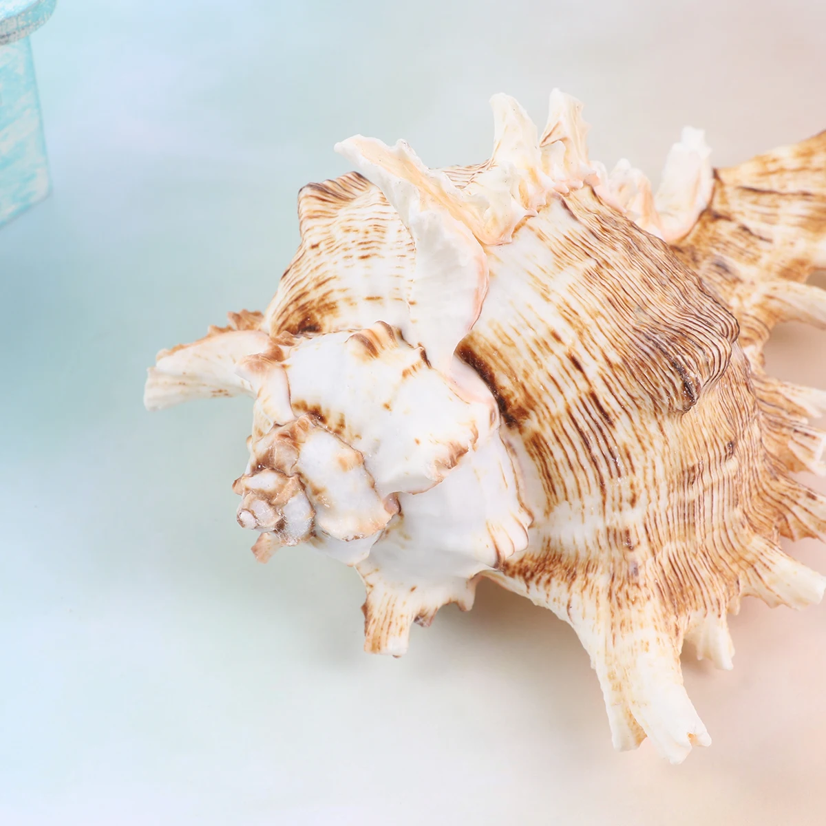 

1Pcs Natural Shell Conch Fish Tank Decoration 11-12cm Aquarium Ornament Landscape Accessories Tank Decoration Shell Ornament