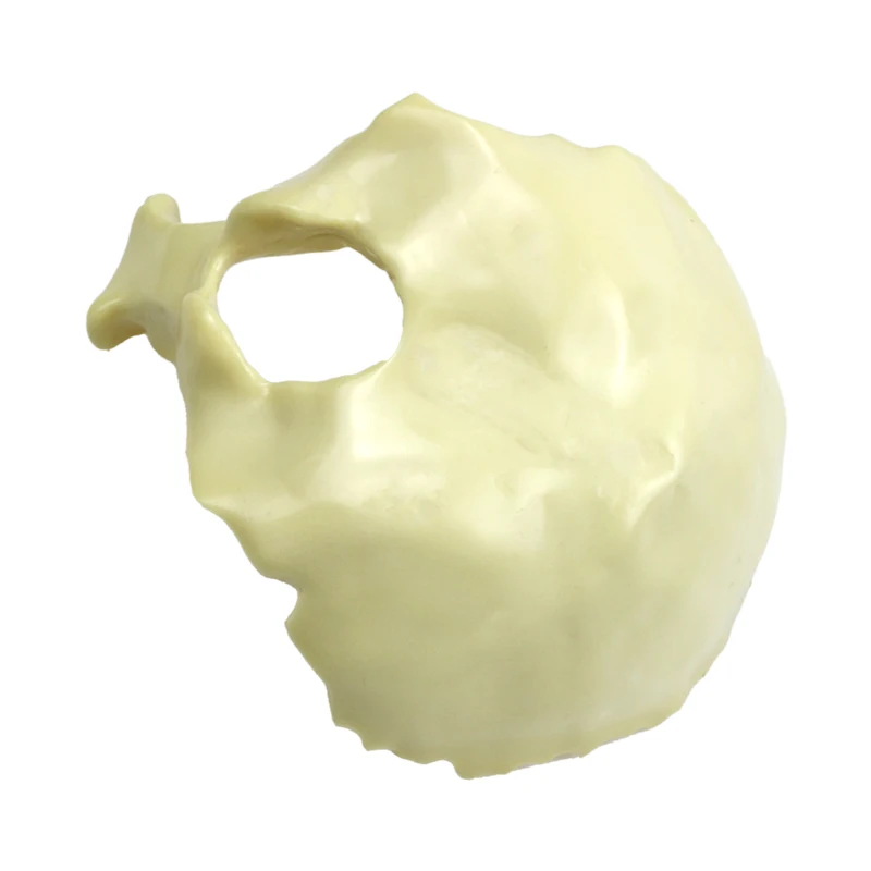 

Occipital Bone Model Occipital Practice Drilling Model Solid Foam Practice Model