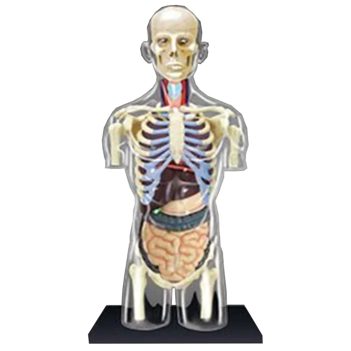 4Dpuzzle puzzle puzzle assembly toy human organ 4DMASTER half body model visceral assembly model