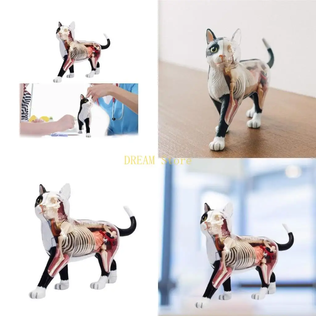 

4D черно-белая модель анатомии кошки, модель биологических органов животного для обучения, лучшая распродажа