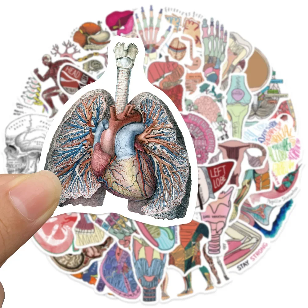 50pcs Cartoon Human Organ Medical Anatomy Stickers Aesthetic DIY Laptop Skateboard Car Waterproof Sticker Classic Toy