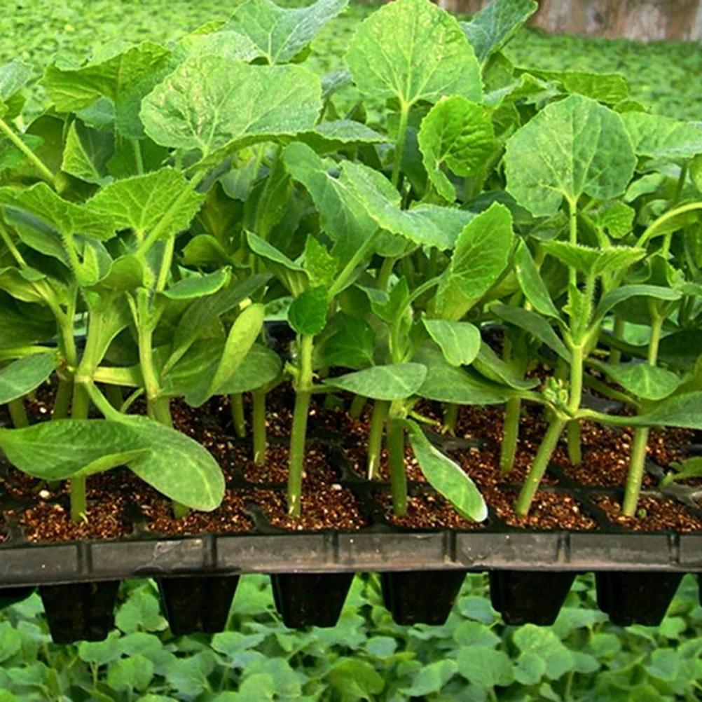 

2Pcs GrowingTrays NurseryPlates 50Holes BlackSprouters IndoorDevices SeedSprouting SoilLess HighBudding Ventilated