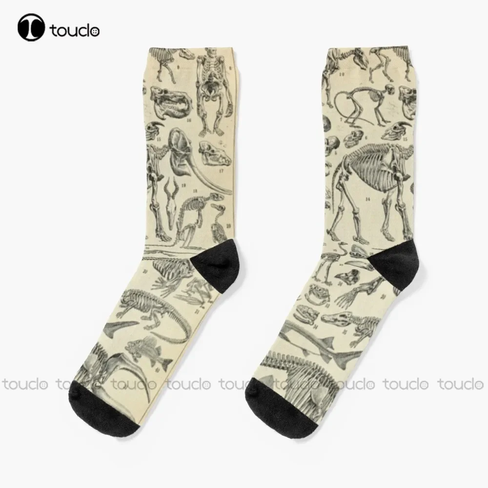 Skeletal Anatomy Bones Natural History Anatomy Skeleton Animals Socks Thin Socks Women Unisex Adult Teen Youth Socks Custom Sock