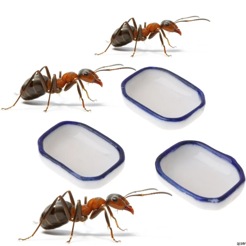 Ant farm Feeding Plate Insect Water Food Bowl Feeder Container Tool for Pet Anthill Ant House Ant Nest Accessories