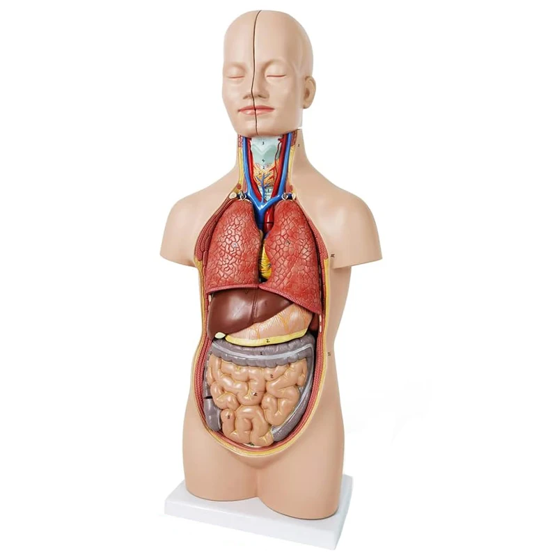 

52CM12 Pcs Removable Human Torso Anatomy Model Human Body Organ Anatomy Model for Medical Learning,Education Display