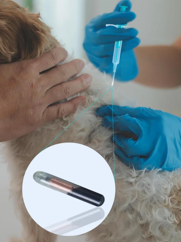 ISO FDX-B 10 قطعة 1.25*7 مللي متر القط الكلب رقاقة الحيوان حقنة ID زرع الحيوانات الأليفة رقاقة إبرة البيطرية تتفاعل حاقن للأسماك تربية الأحياء المائية #6