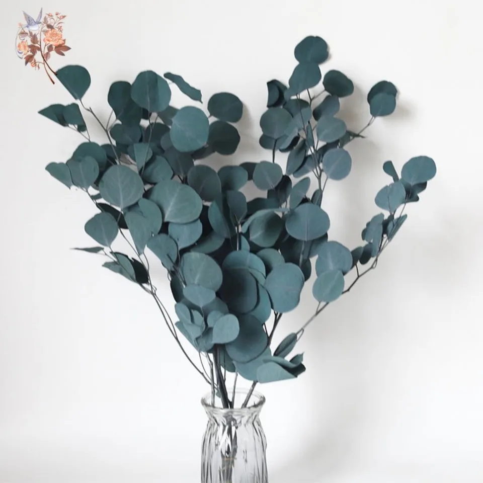 Bombe De Douche Eucalyptus Lot De 20 Tiges D'eucalyptus Séchées, Branches D' eucalyptus Feuilles D'eucalyptus Séchées Bombe De Douche Eucalyptus Lot De 20 Tiges D'eucalyptus Séchées, Branches D' eucalyptus Feuilles D'eucalyptus Séchées