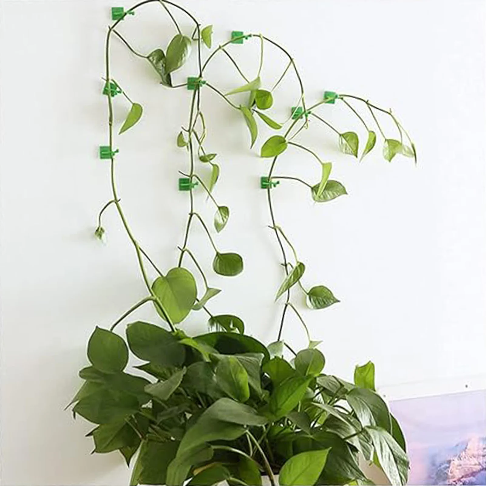 Plant Wall Clips Plant Fixer Garden Vegetable Plant Support Binding Clip for Plant Support Cable Organization B88