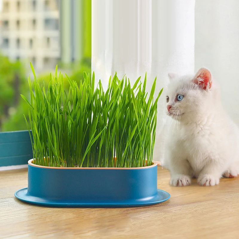 Snack per gatti vassoio per gatti piantare scatola idroponica vaso per erba per gatti adatto per giardino Micro pianta verde coltivazione di