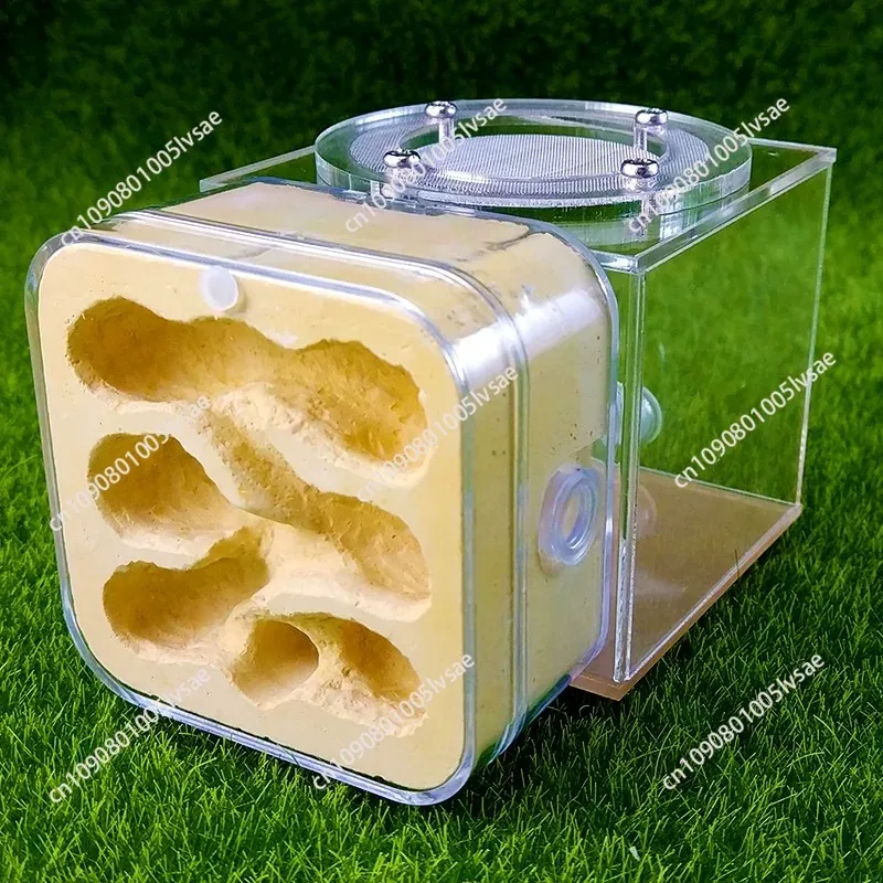 Upgraded Q-version of ecological nest, high-end combination nest, ant breeding workshop, ant nest