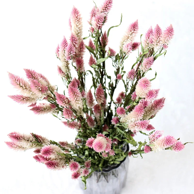 Natural Multi-Head Dried Phoenix Tail Flower Bouquet Decoration  Home Wedding Fashion Birthday Party Shooting Props