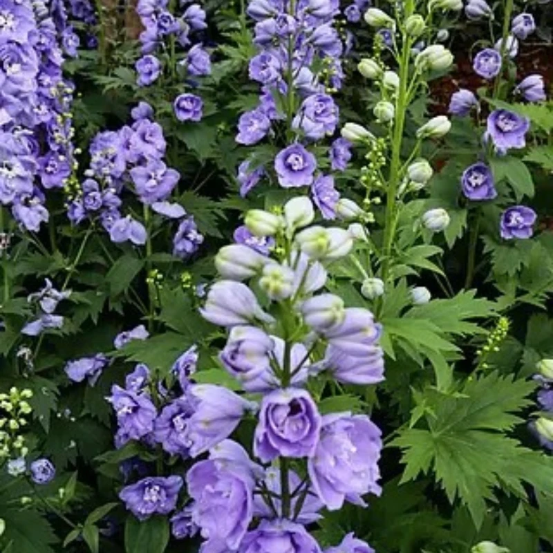 

GEPRC GEP-Vapor-X Рама Подходит Vapor-X O4 5 6-дюймовый дрон из углеродного волокна RC FPV Квадрокоптер Вертолет Запасные аксессуары Часть