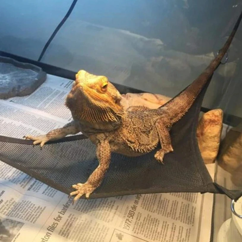 مجموعة ملحقات سلم أرجوحة الزواحف للتنين الملتحي الصغير الكبير أنول أبو بريص السحالي أو الثعابين ملحقات الزواحف #4