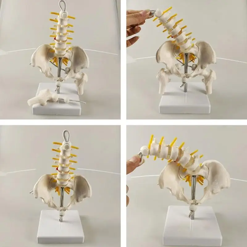 

Женская модель таза Model Model Model Женский тазовый скелет модель H8WD