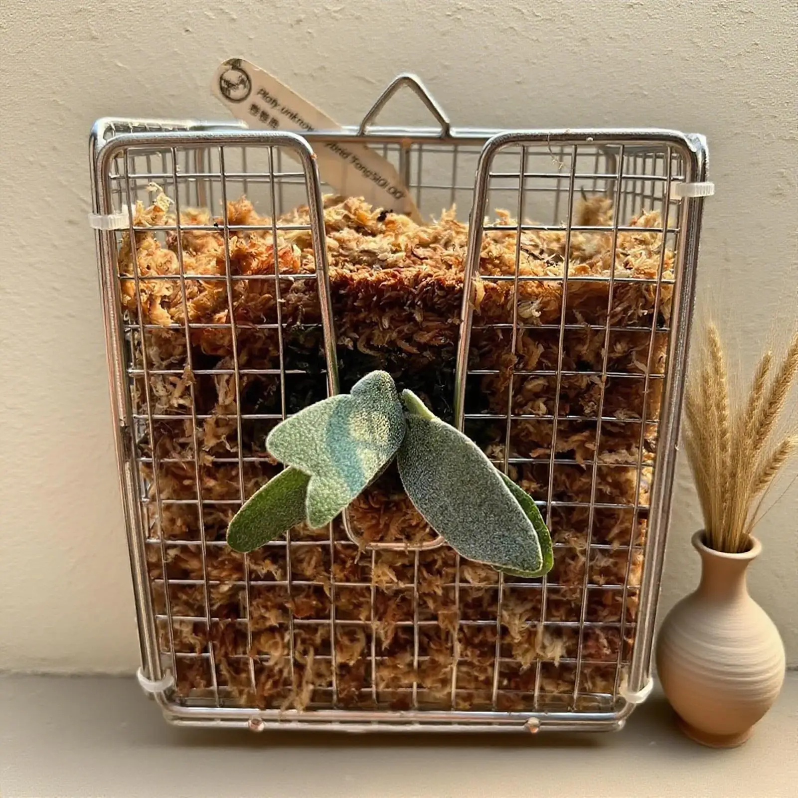 

Настенный плантатор Staghorn Fern, настенная корзина для цветов из нержавеющей стали 304, вертикальный дизайн для двора гостиной