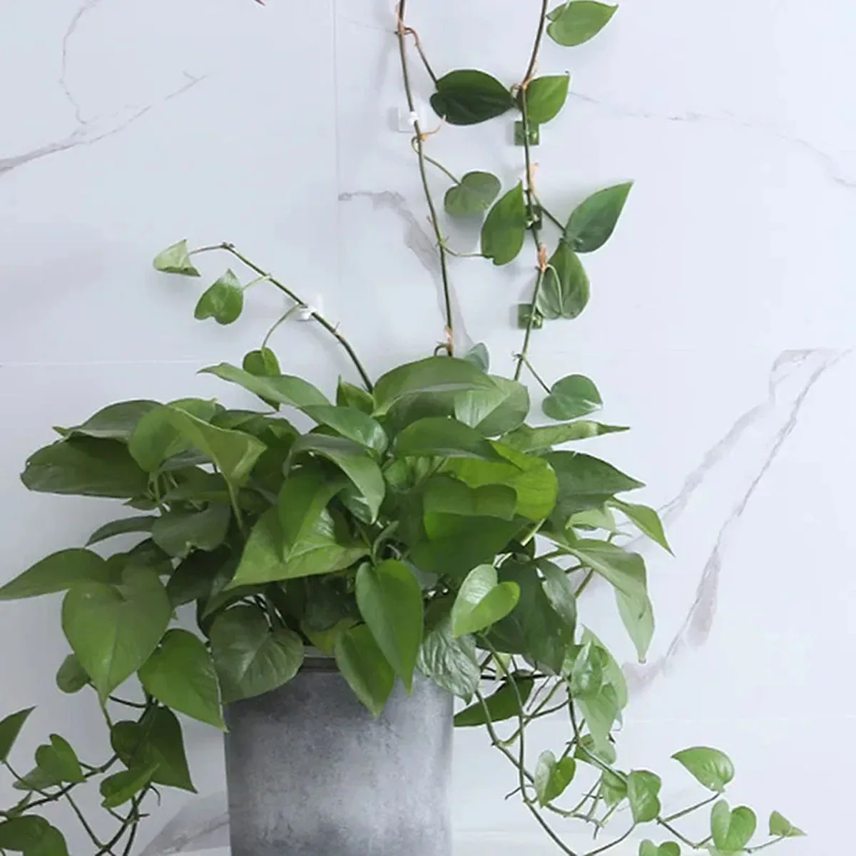 

10/20 шт.-фиксатор для растений, настенный универсальный крючок, используемый для подвешивания корзин, альпинистских лоз, аксессуары для дома и сада