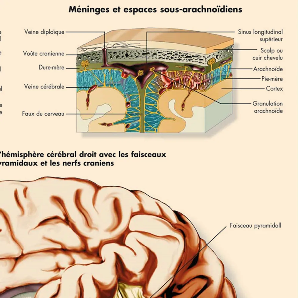 Le cerveau humain (French) Human Anatomy Posters and Prints Wall Art Vintage Wall Chart Hospital Clinic Home Room Decor Painting