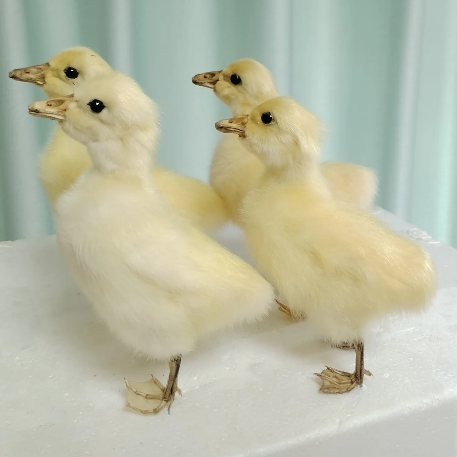 Stuffed Goose Specimens Yellow Gosling Birds Taxidermy Home Decor Perfect for Collecting Science Education Special Gifts
