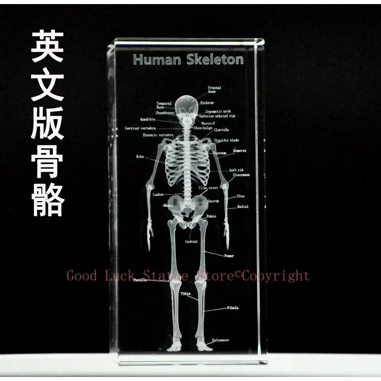 

TOP best GIFT - medicine Medical Science Internal medicine Doctor skeleton Bone Figurine 3D Crystal statue -FREE SHIPPING cost