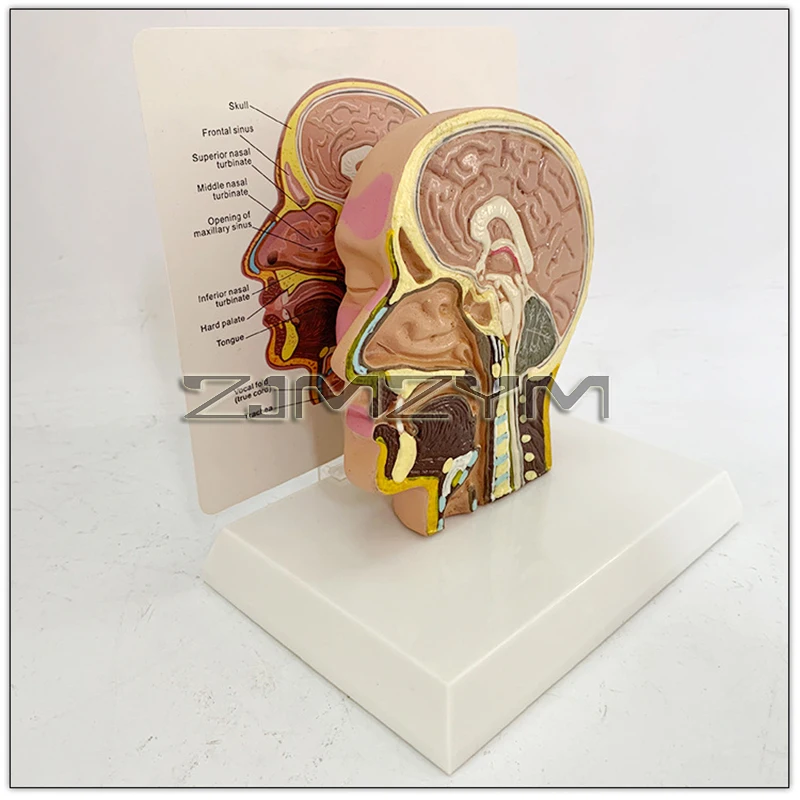 Skull Model Human head Otorhinolaryngology Anatomical Model Teaching Model