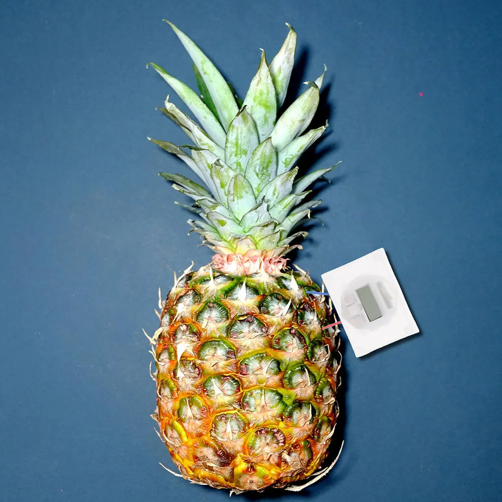 

2 set Fruit Experiment Kit For Kids Diy Science Project Stem Educational Zinc Copper Sheet Learning Tool For Students