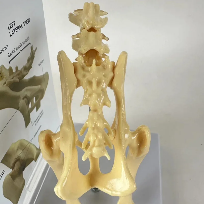 Cat hip joint model Cat skeletal anatomy model Animal medical teaching model