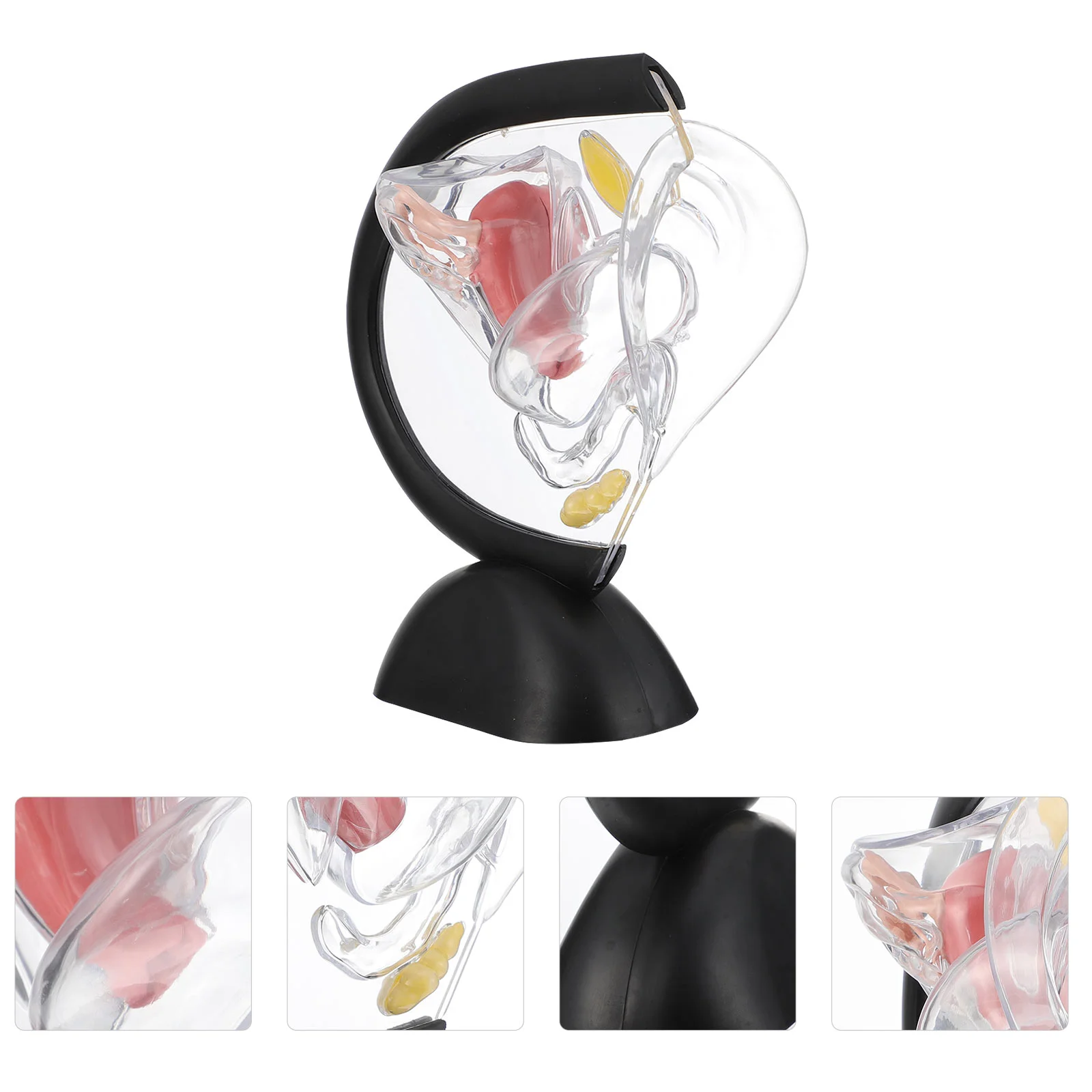 Pathological Uterine Model Transparent Uterus Models Visible Medical Training Nurse Anatomical