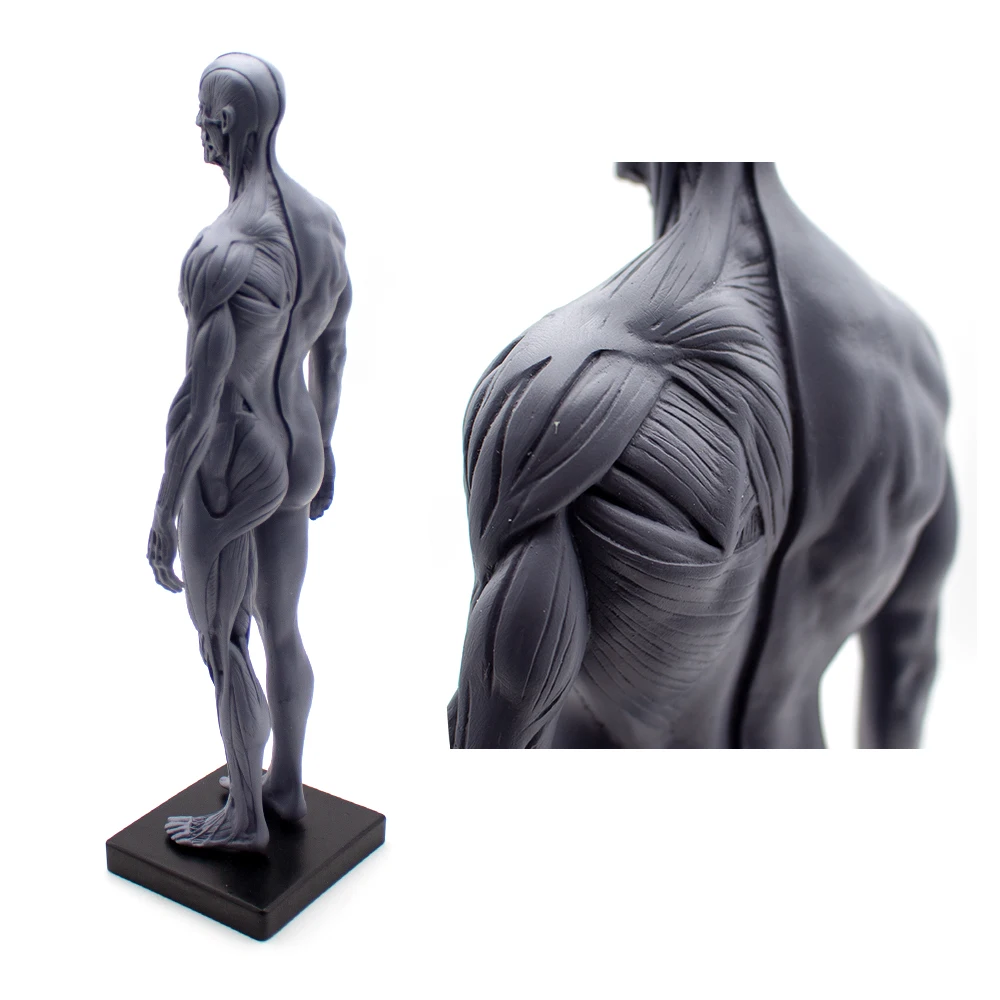 Escultura de sangre de cráneo de anatomía anatómica humana, modelo de cuerpo de cabeza, modelo de hueso muscular masculino y femenino 1:6, altura del cuerpo humano de 30CM