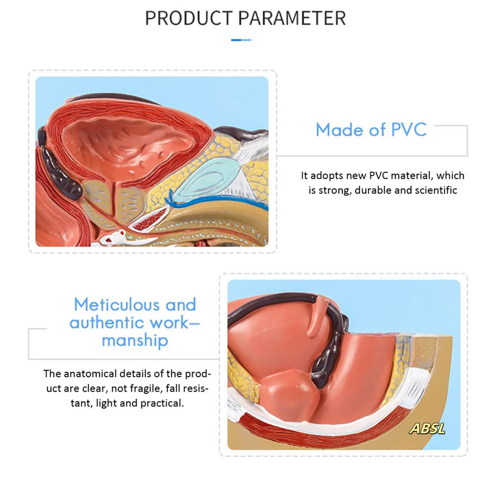 2X 1:2 Male Pelvic Sagittal Section Testicular Prostate Bladder Rectal Urinary System Model