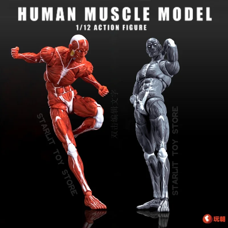 

Pre-Sale 1/12 scale Keepgoing Human Muscle Model Super Movable Joint Muscle Body Painting Reference Collectible Action Figure