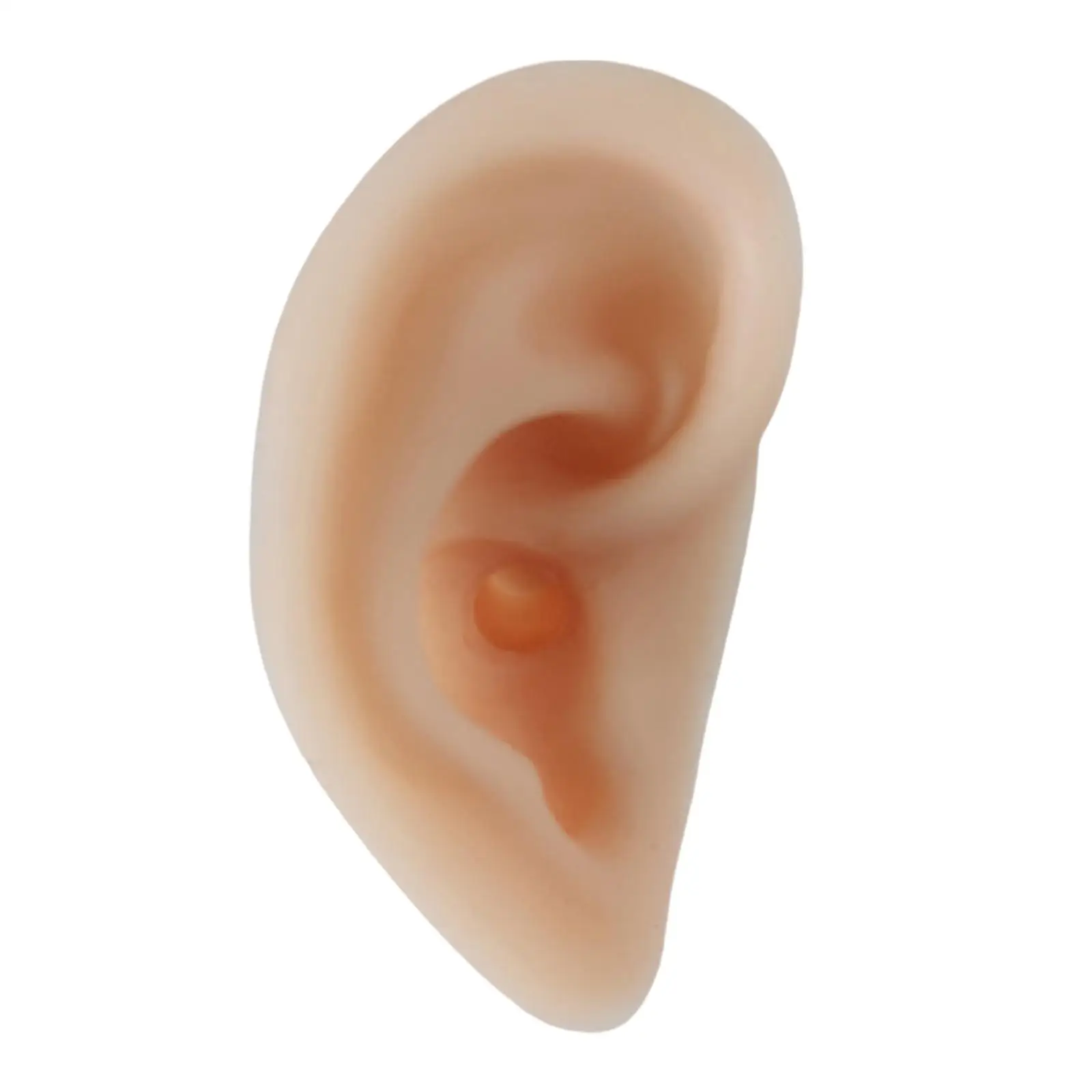 Life-Size Human Ear Anatomy Model Display Soft Flexible for Practice