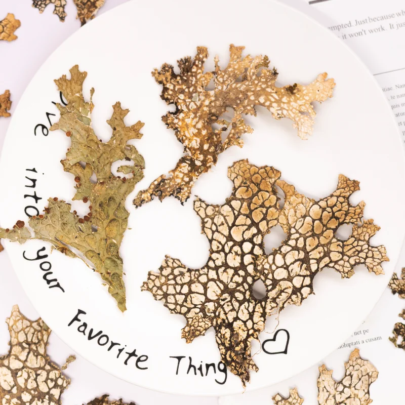 4 قطع، زهرة طبيعية مضغوطة على شكل لحاء نادر - لوازم فنية كلاسيكية على شكل زهرة مجففة يمكنك صنعها بنفسك لصنع بطاقات القصاصات وإطار صور الحرف اليدوية #1