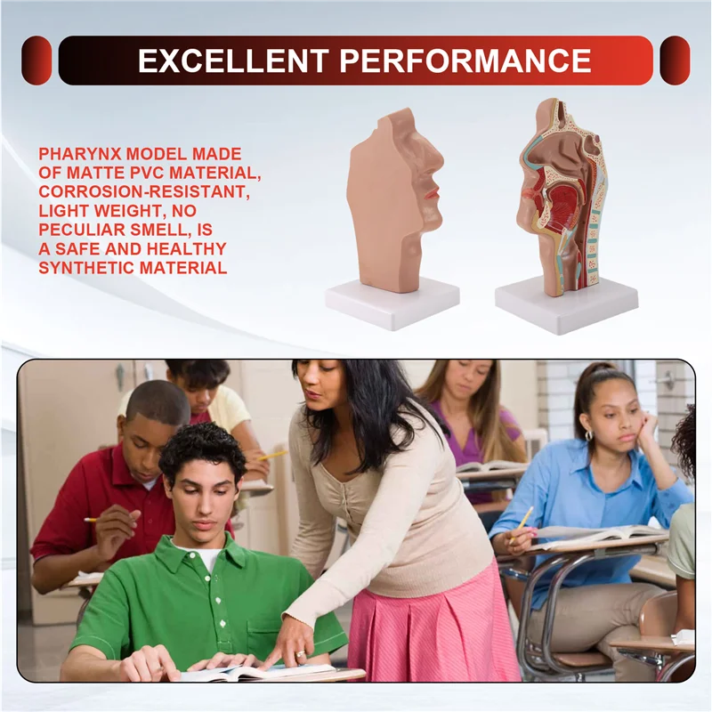 A42Z-Nasal Cavity Throat Anatomy Model Human Anatomical Pharynx Larynx Model For Students Study Display Teaching