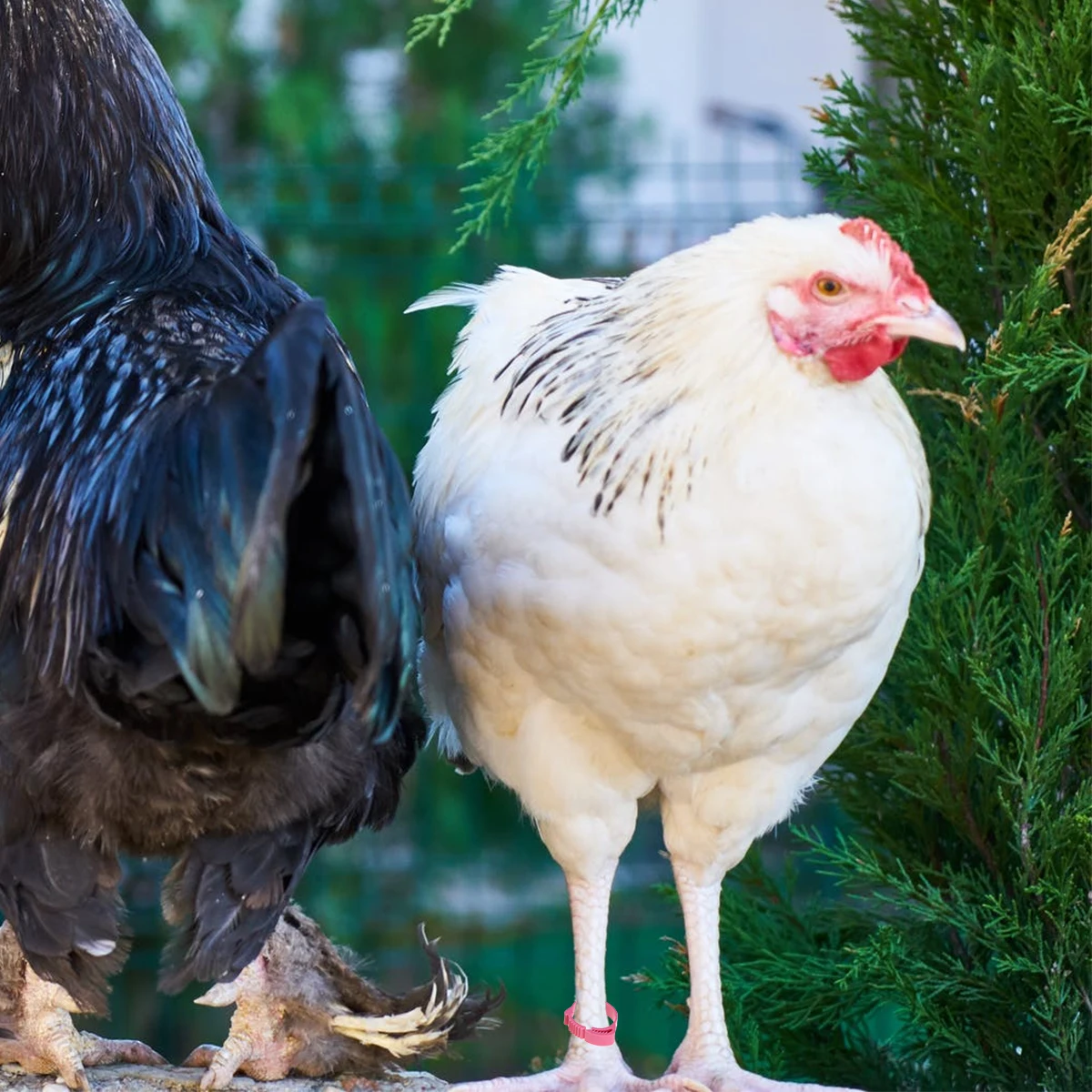 

100pcs Chicken Foot Rings Eco-Friendly Bird Identification Opening Rings For Pigeons Parrots Marking Separating Hatches Rosy