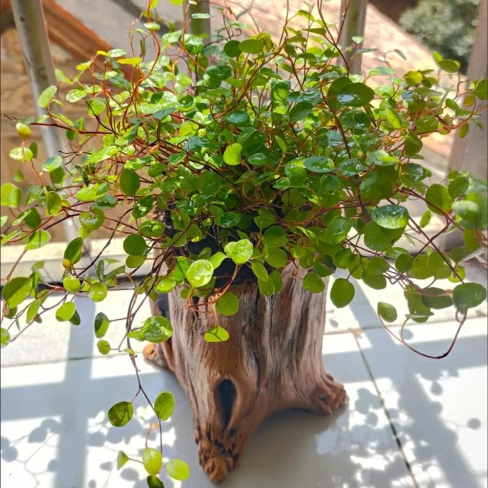 Rustic Stump Log Imitation Wooden Flower Pot Irregular Tree Stump Shape Wood Grain Imitation Wood Flowerpot Cement Bonsai
