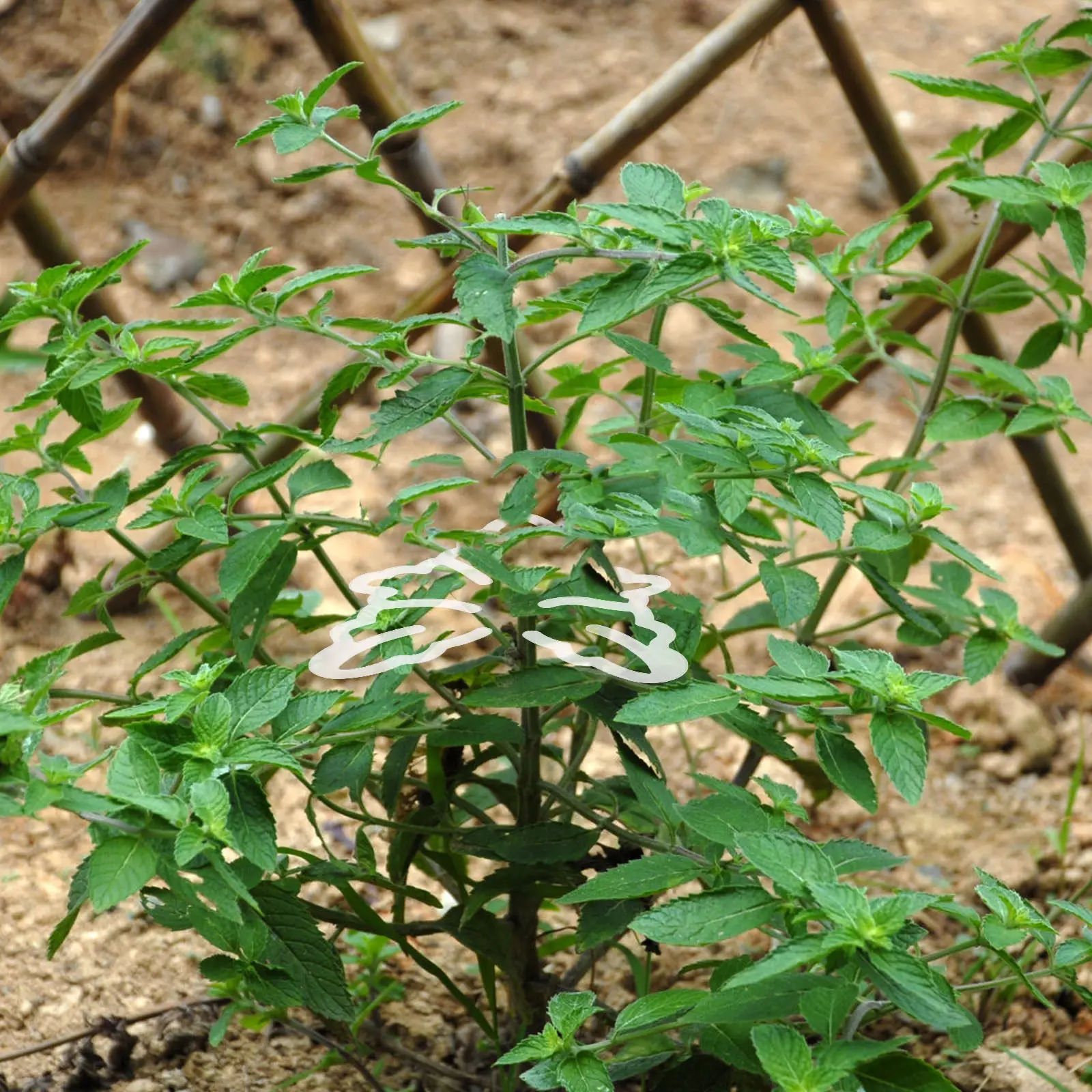 

Набор из 4 пластиковых зажимов для поддержки растений: для вьющихся растений в саду, томатных кустов, стеблей цветов, орхидей