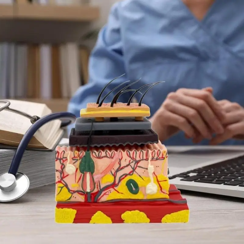 28te نموذج هيكل الأنسجة المكبرة للجلد التشريحي البشري مع الشعر للعرض