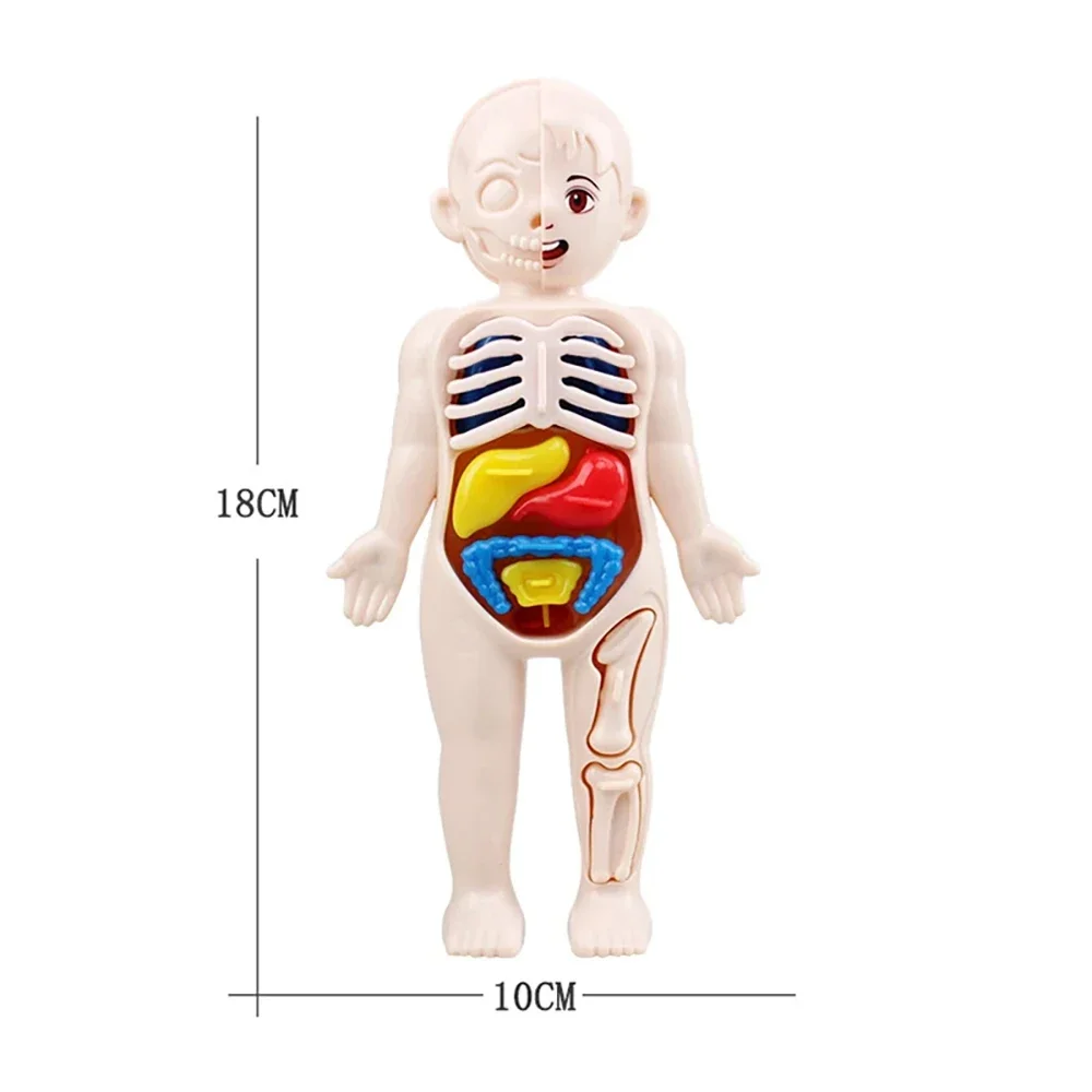 Set di giocattoli Montessori per bambini, educazione scientifica, organo umano, modello di anatomia, strumenti didattici medici assemblati fai da te