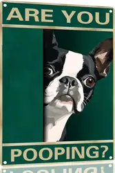 Boston Terrier Dog Vintage Metal Tin Sign Are You Pooping Sign Bathroom Funny Art Poster Decoration Toilet Cave Bar Home Bathroo