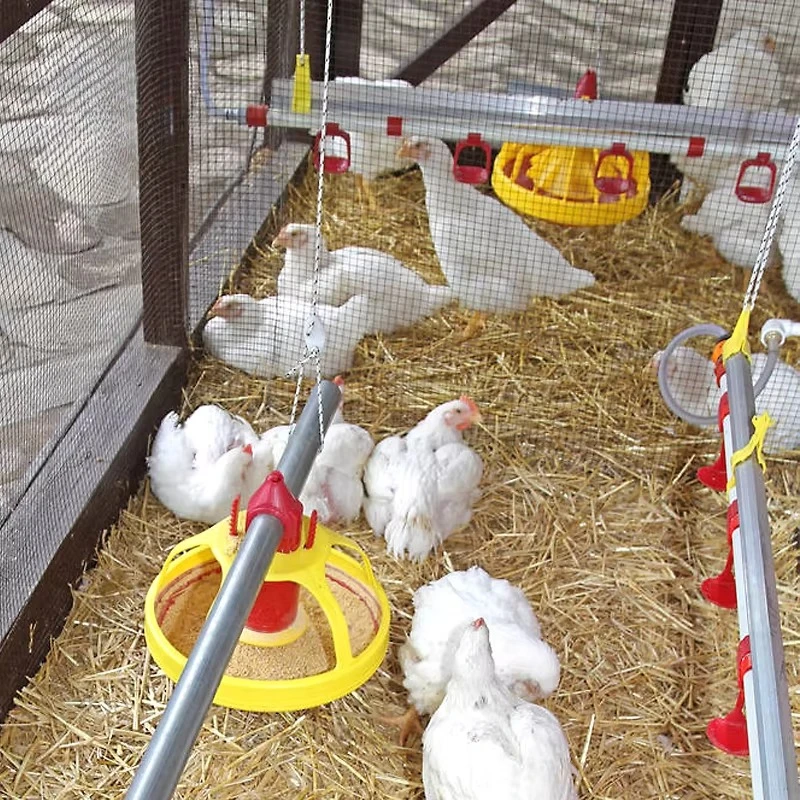 

Custom Designed Automatic Chicken Feeder Line Poultry Broiler Feed Production Livestock Management Animal Husbandry Equipment