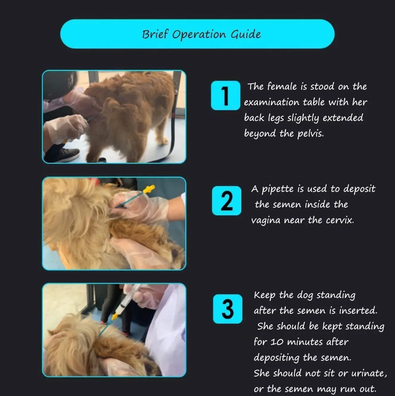 Dog Artificial Insemination Kit 10 Pack 27.5cm PVC Catheter Set with Syringes Bags Gloves for Small Medium Dogs Livestock view 6