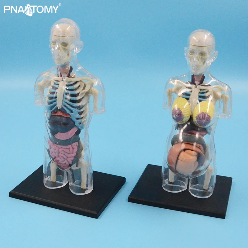 Transparent Human Body Anatomical Use Pregnant Human Skeleton DIY Anatomy Model Educational Equipment Medical Sciences 4D MASTER