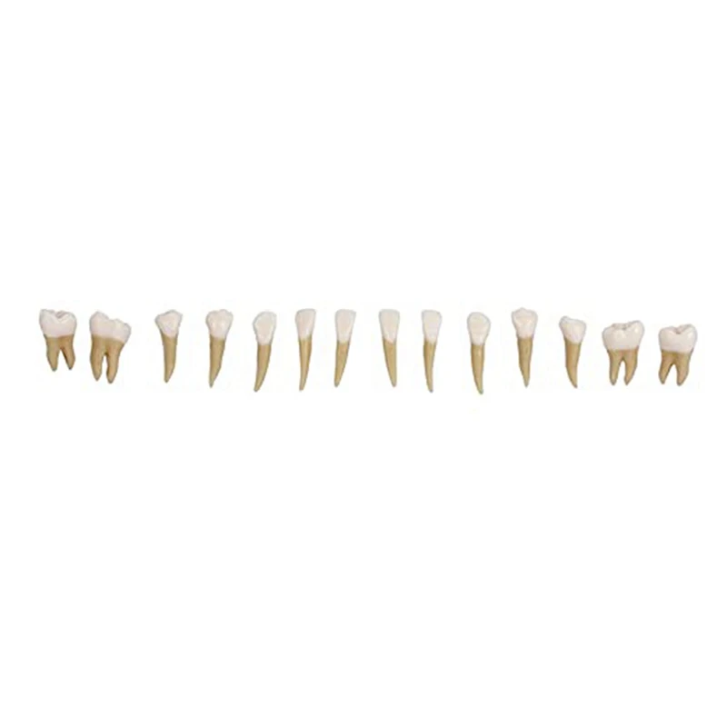 28Pcs Tooth Model 1:1 Permanent Teeth Model  Resin Tooth Demonstration Tooth Education Teach Study Easy To Use