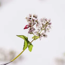 4~6CM/12&24PCS Real Natural Pressed Dried Buckwheat flowers Leaves Branch,Dry Flower Press DIY For Epoxy Resin Jewellery,Candle