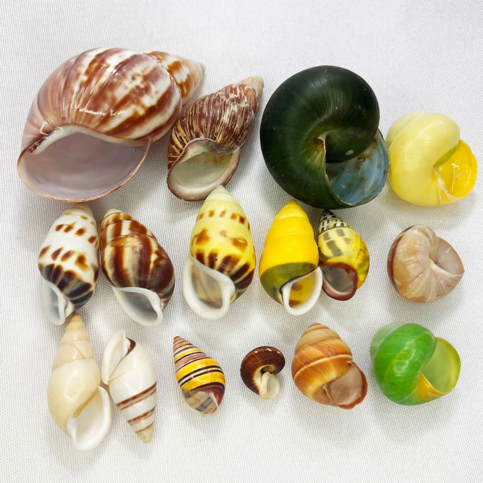 Guscio turbo naturale - Habita - Marine Aquarium Hermit Crab recensione e prezzo