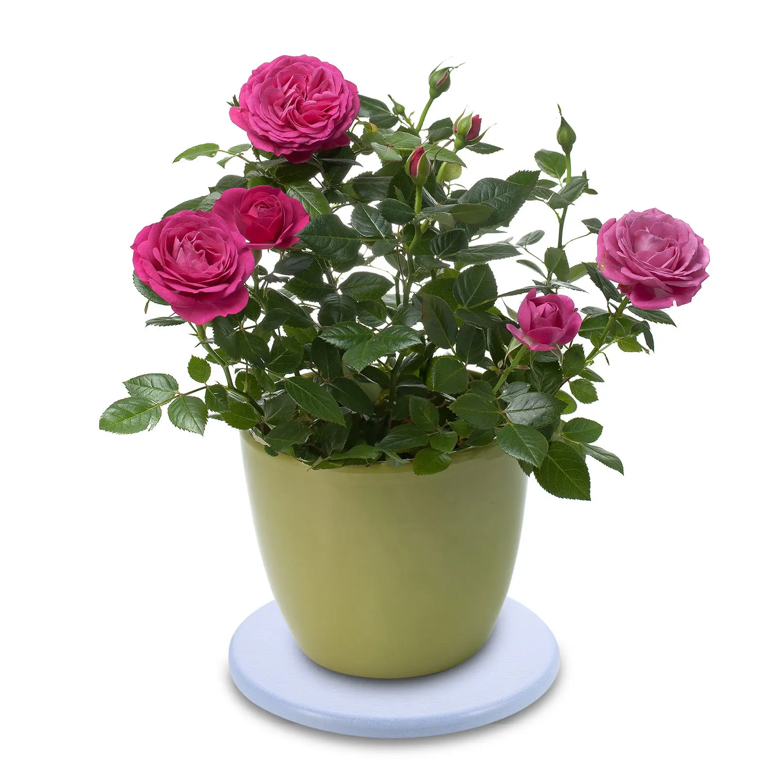 

2Pcs Diatomaceous Pot Mat Absorbent Flowerpot Holder Non-Slip Tray Multifunctional Coaster Placemat Diatomaceous Earth Tray