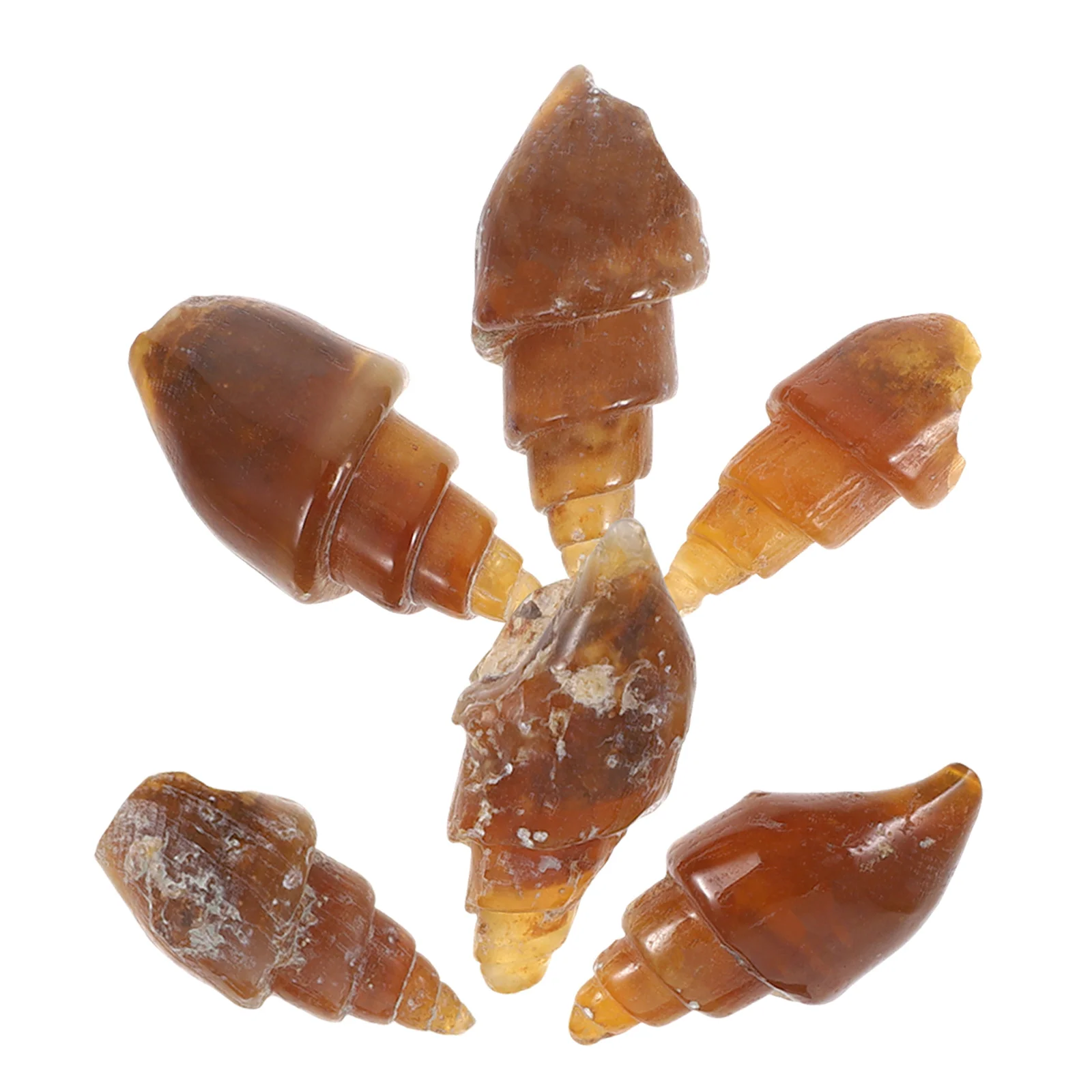 6 ชิ้น Agate หินหอยทากการสอนทางธรณีวิทยาตัวอย่างอุปกรณ์ Rock Minerals ชุดสําหรับบรรพชีวินวิทยารุ่น Conch ตัวอย่าง