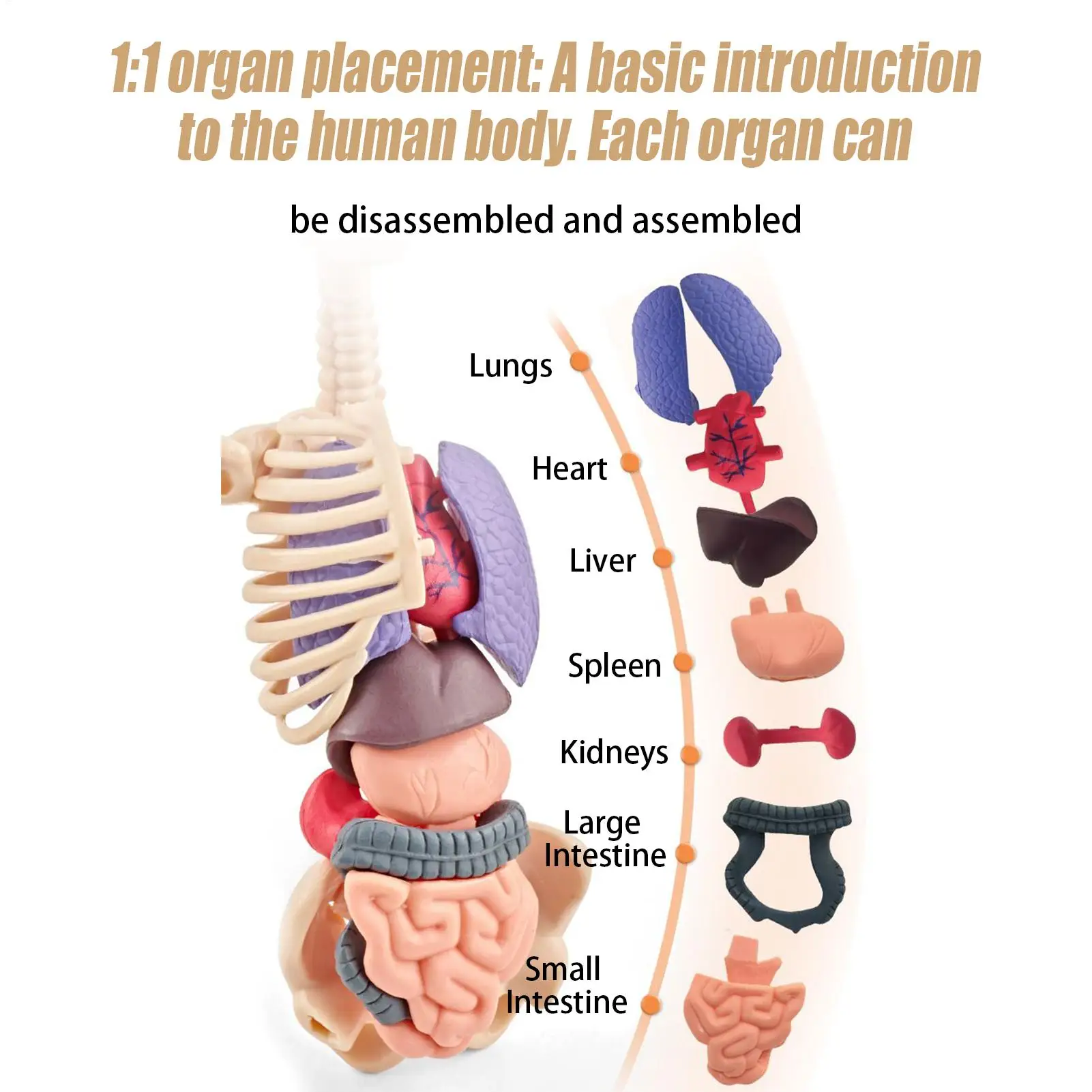 Human Skeleton Model For Anatomy 3D Human Torso Anatomical Model Assembly Educational Toys For Kids Ages 6 School Classroom